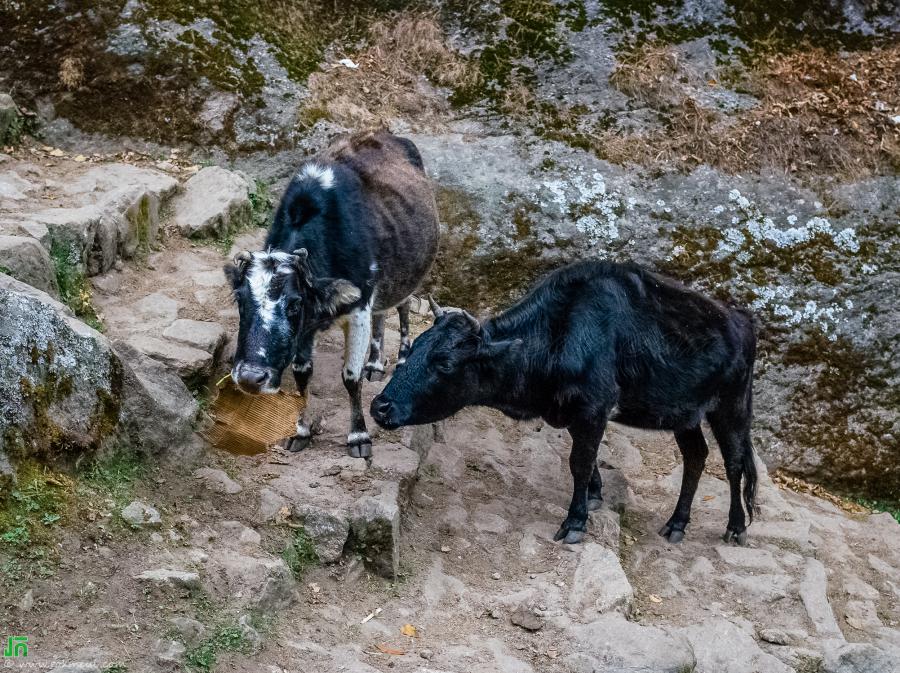 On the way from Namche Bazar to Monjo.