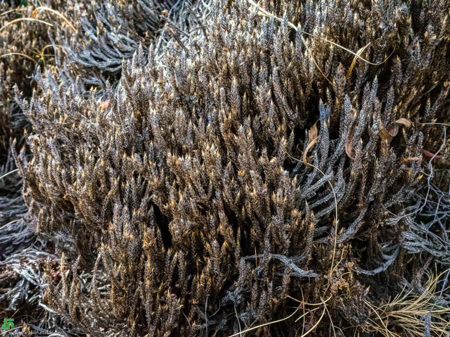 Some little-known plants found on the way from Gokyo to Dole.