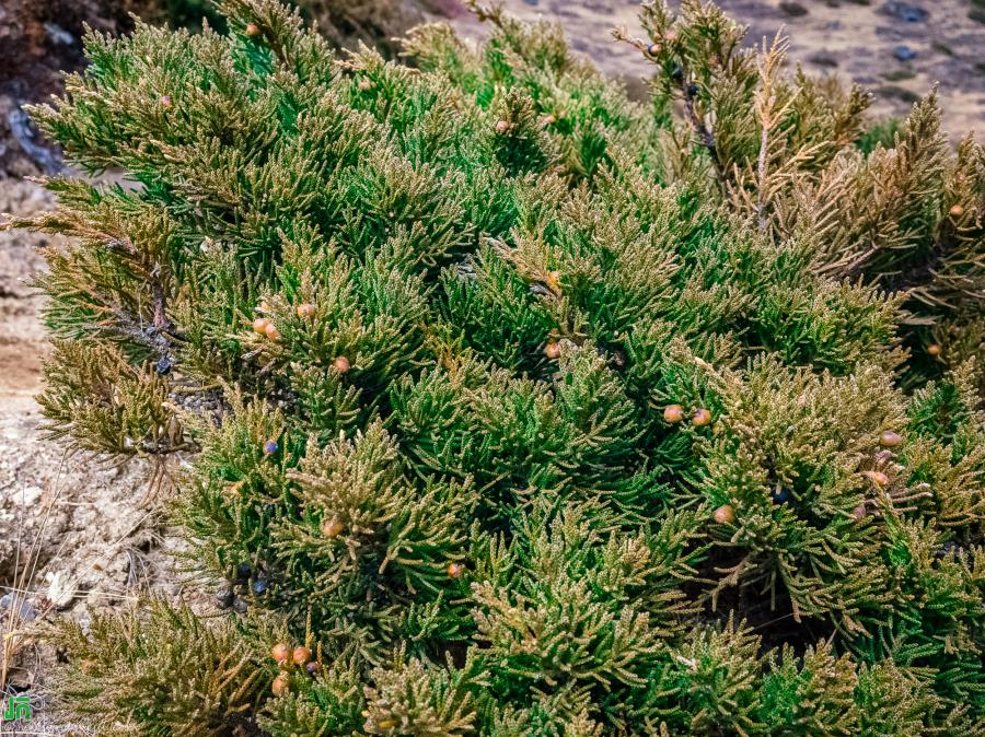 Some little-known plants found on the way from Gokyo to Dole.