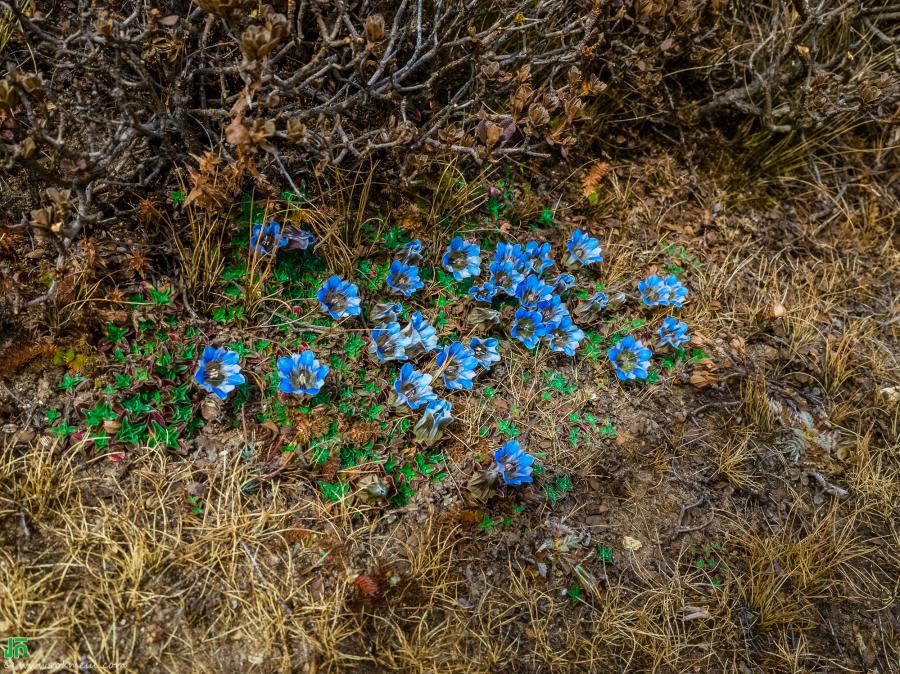 The blue gentians flow growing in the Everest region.