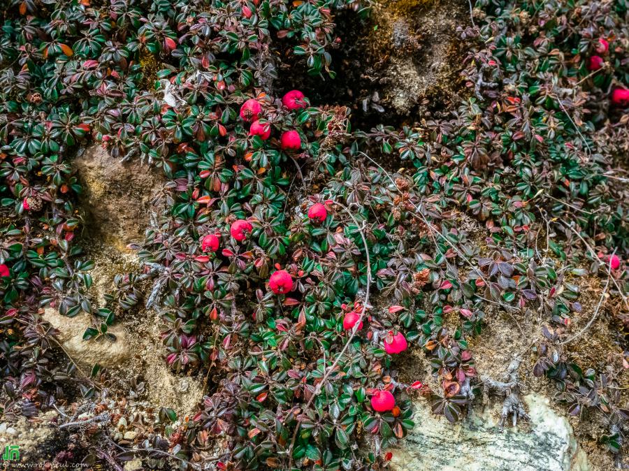 Some little-known plants found on the way from Gokyo to Dole.
