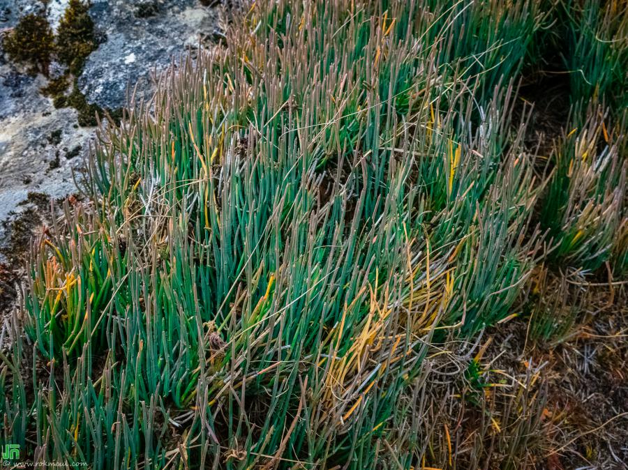 Some little-known plants found on the way from Gokyo to Dole.